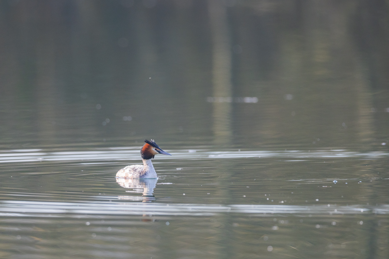 Haubentaucher [Podiceps cristatus]