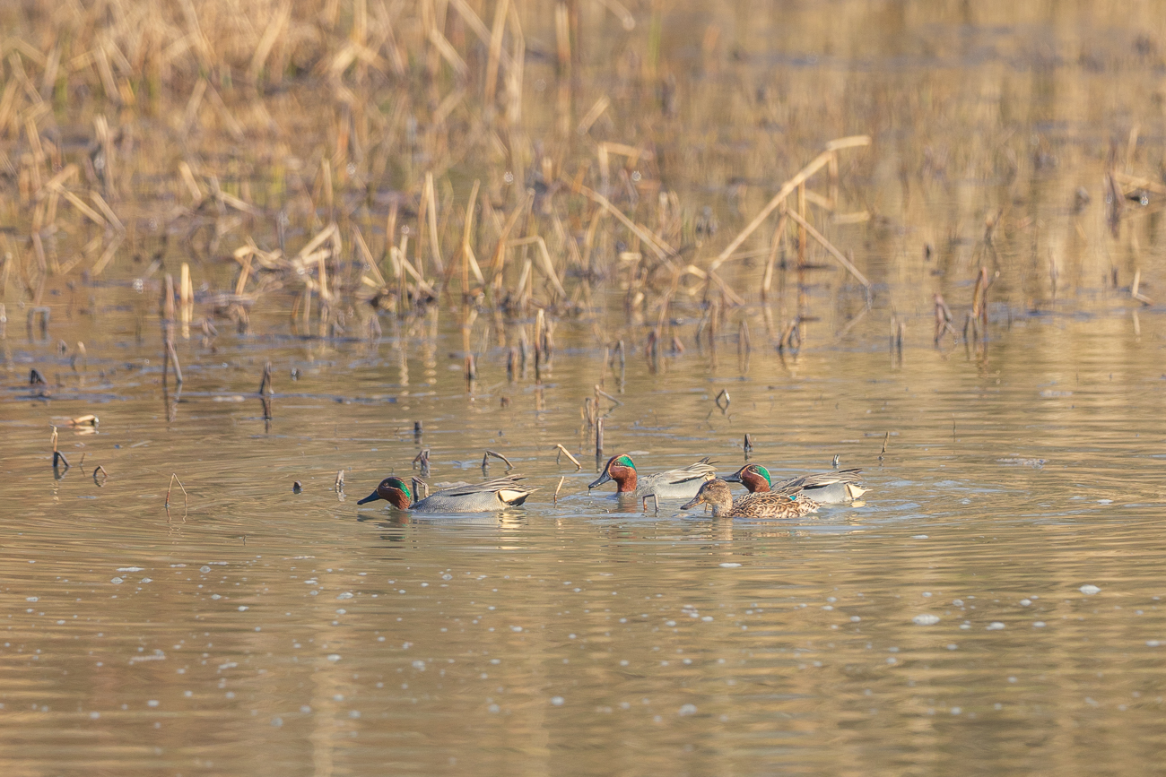 Krickenten [Anas crecca]