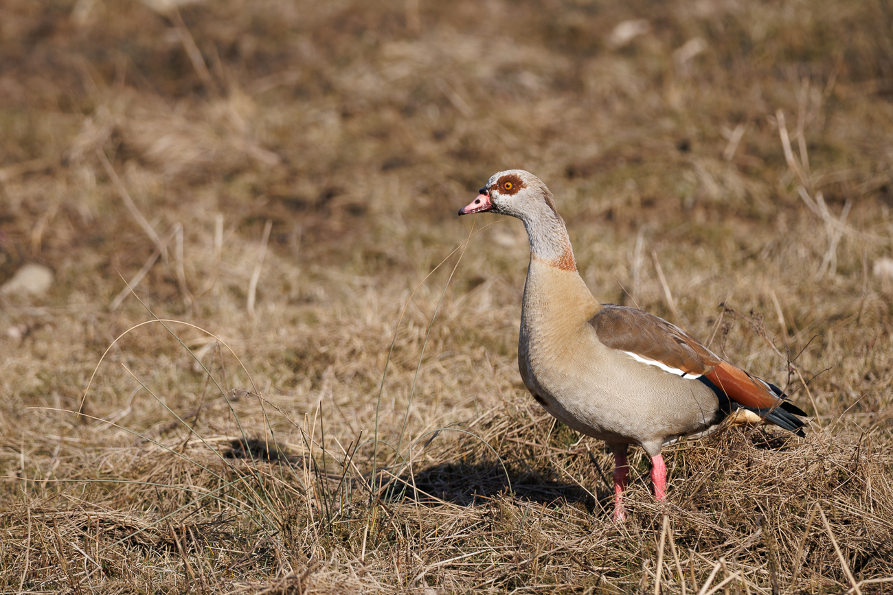 Krickente [Anas crecca]