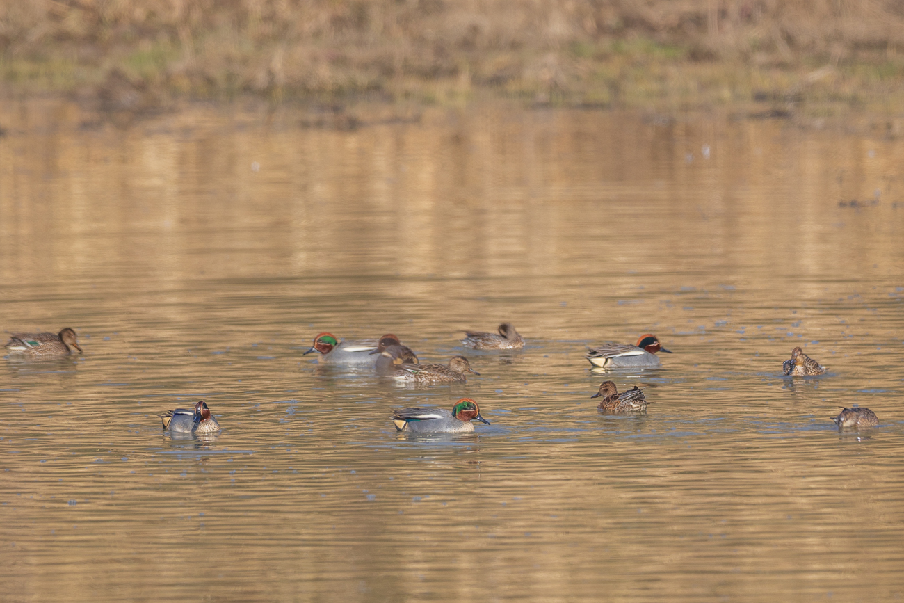 Krickenten [Anas crecca]