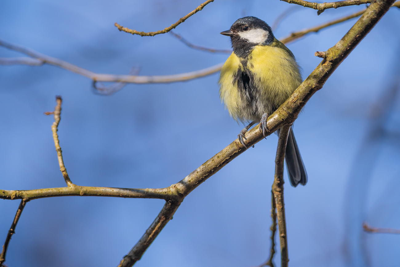Kohlmeise [Parus major]