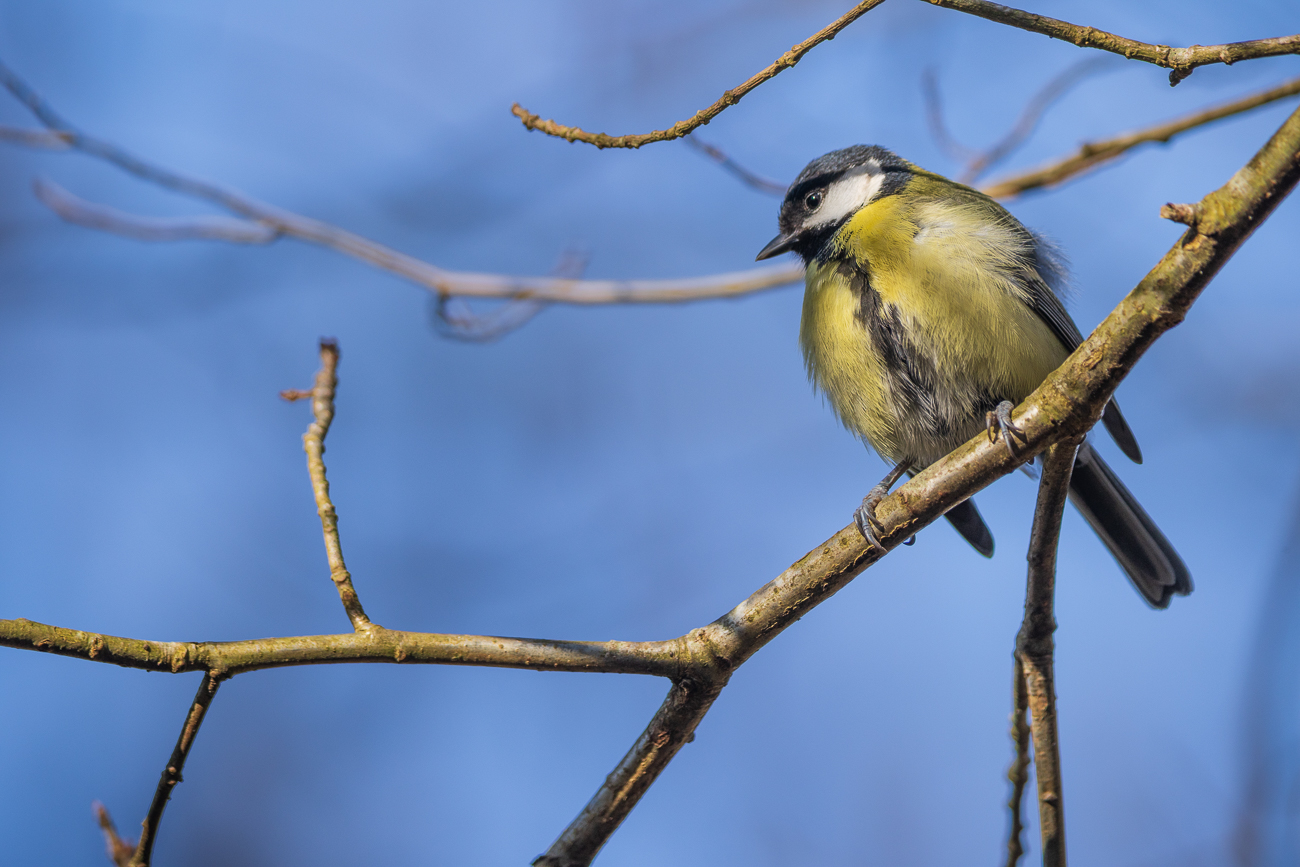 Kohlmeise [Parus major]