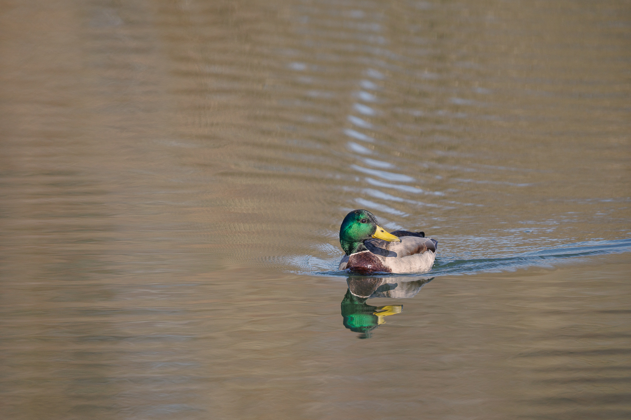 Stockente [Anas platyrhynchos]