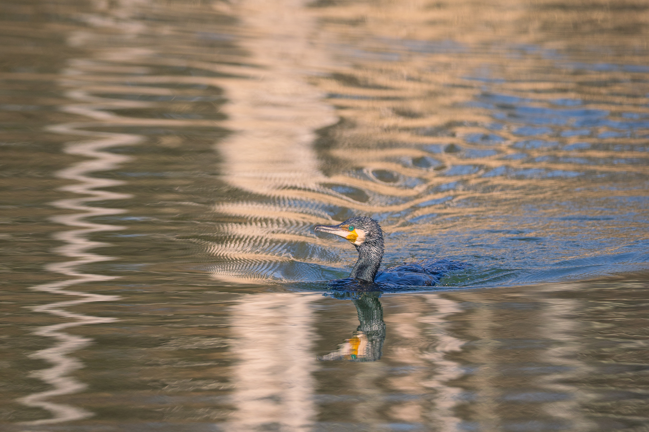 Kormoran [Phalacrocorax carbo]