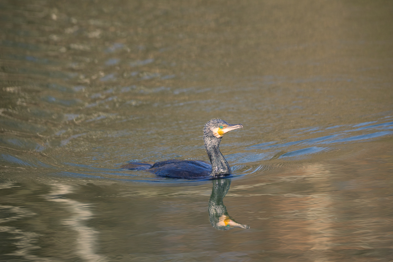 Kormoran [Phalacrocorax carbo]