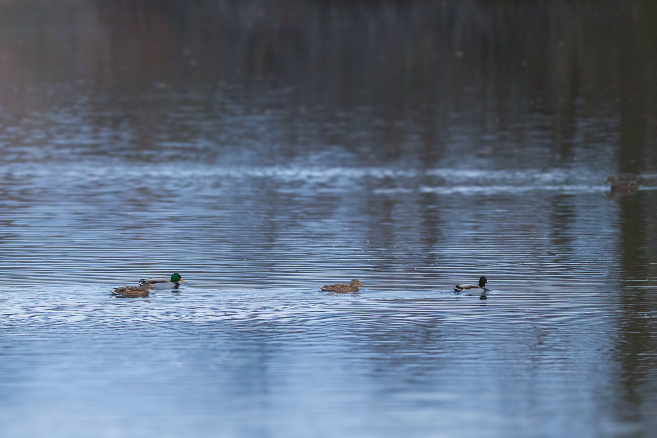 Stockenten [Anas platyrhynchos]