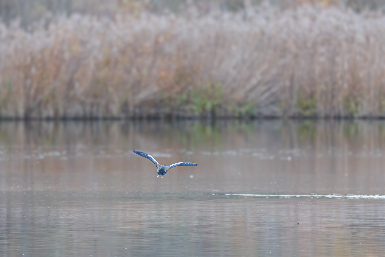 Nicht bestimmter Vogel