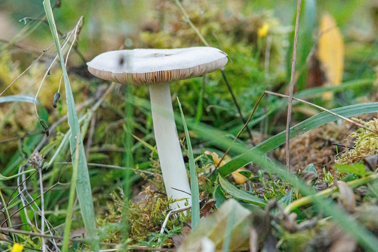 Pilz im Gras