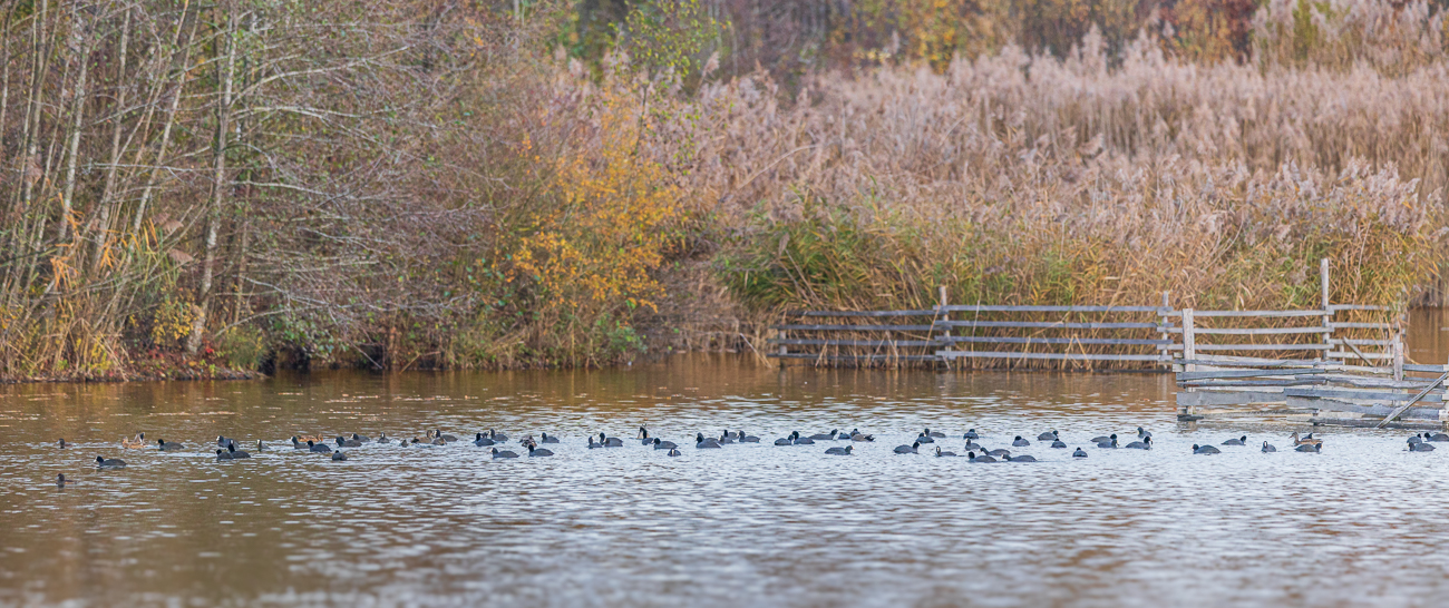 Haufenweise Bl&auml;sh&uuml;hner [Fulica atra]