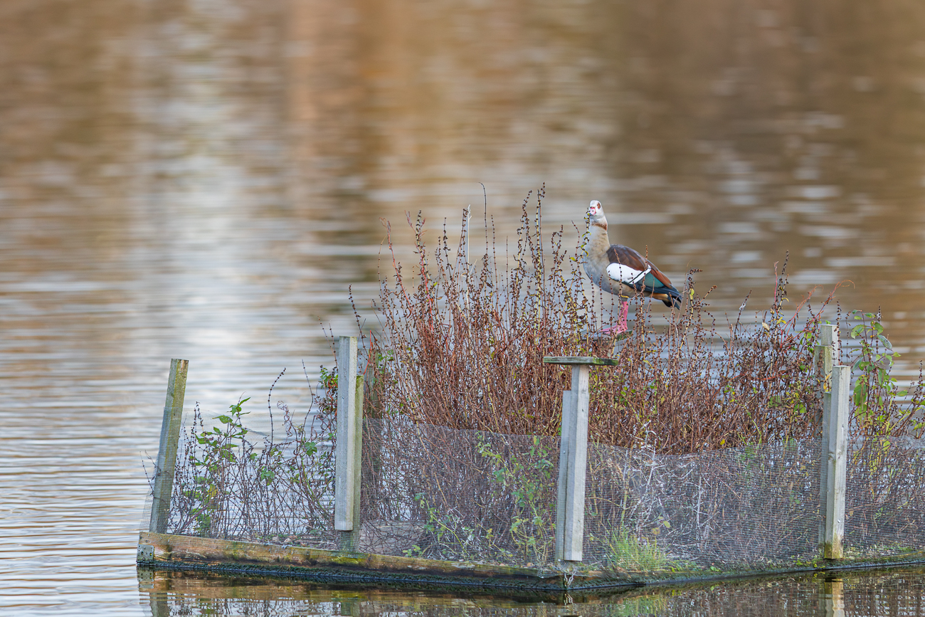 Nilgans [Alopochen aegyptiaca]
