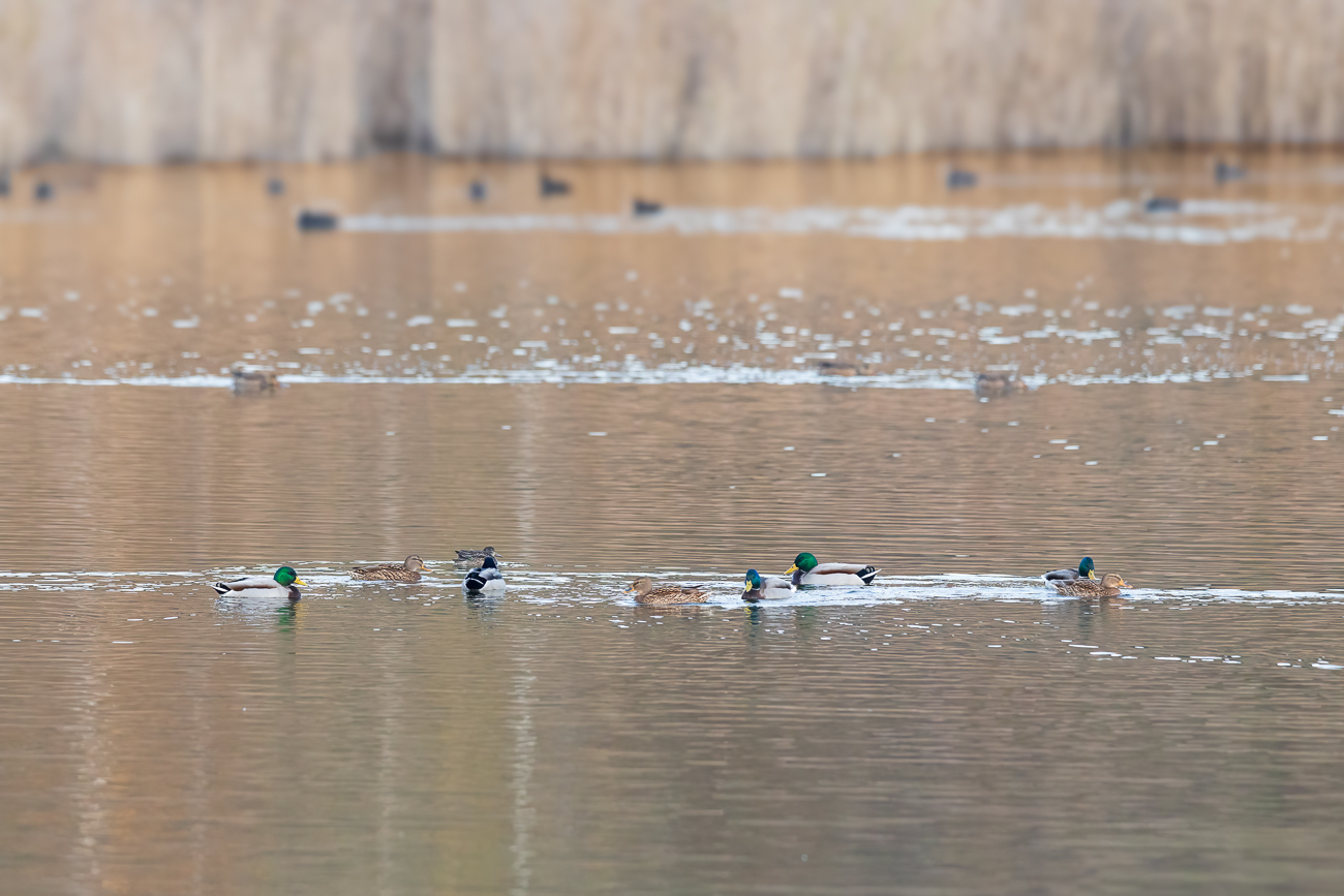 Stockenten [Anas platyrhynchos]