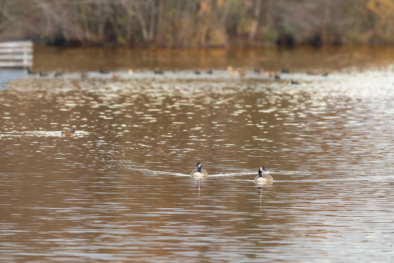 Kanadag&auml;nse [Branta canadensis]