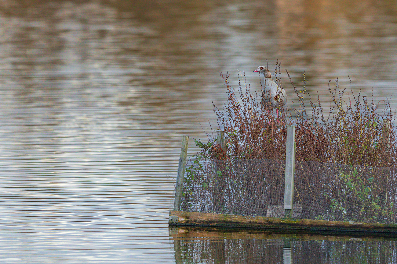 Nilgans [Alopochen aegyptiaca]