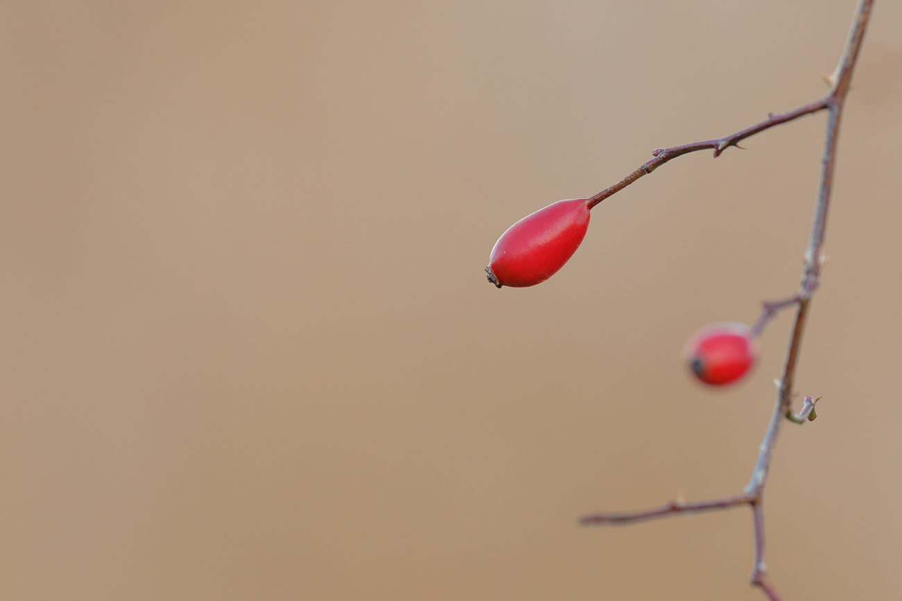Graugr&uuml;ne Rose [Rosa dumalis]