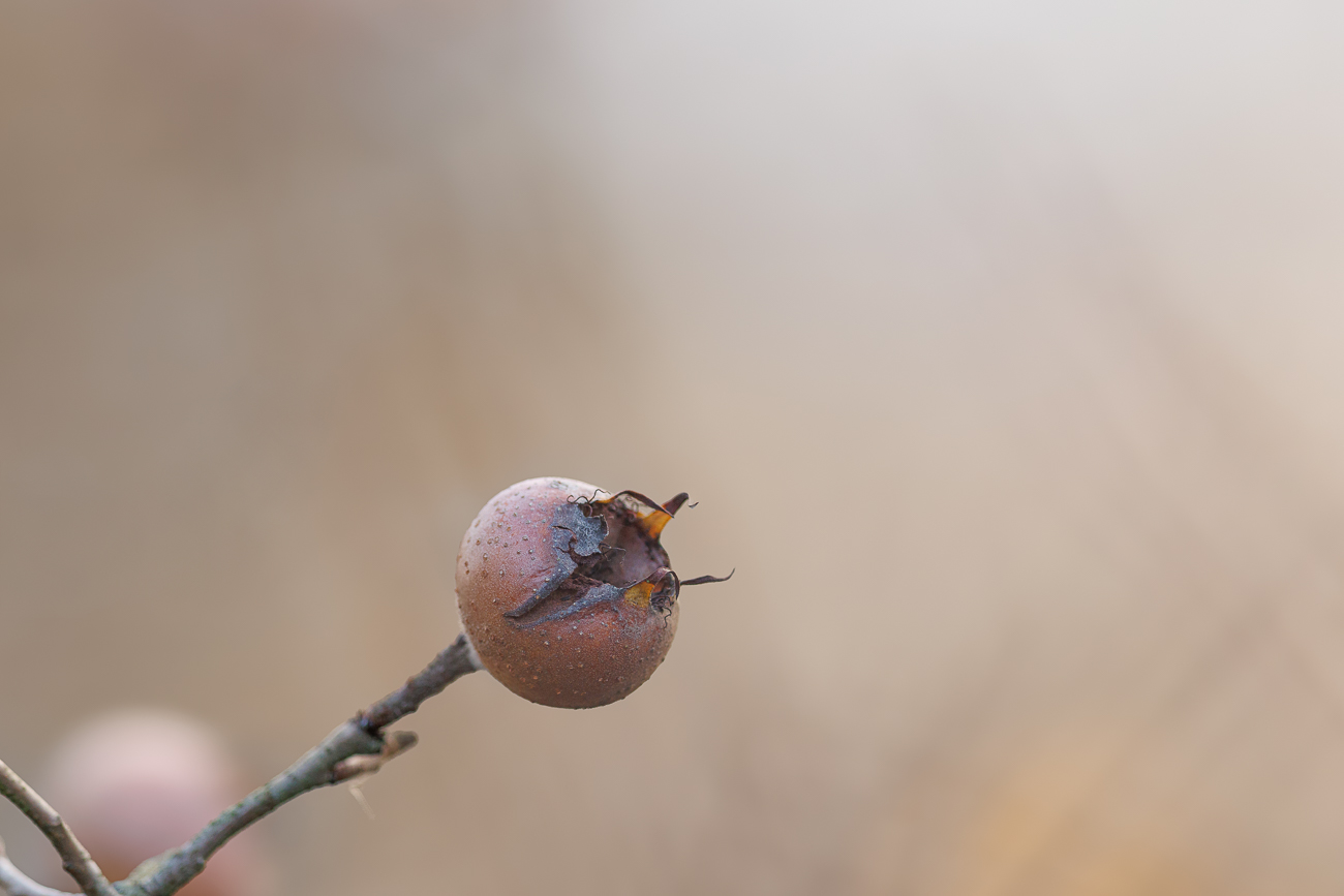 Deutsche Mispel [Crataegus germanica]