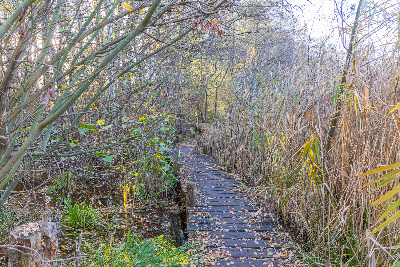 Alter Holzweg &uuml;ber sumpfiges Gel&auml;nde