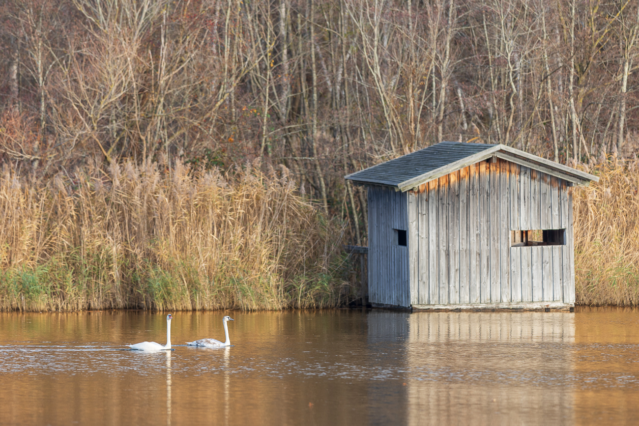 H&ouml;ckerschw&auml;ne [Cygnus olor], Alt- und Jungtier