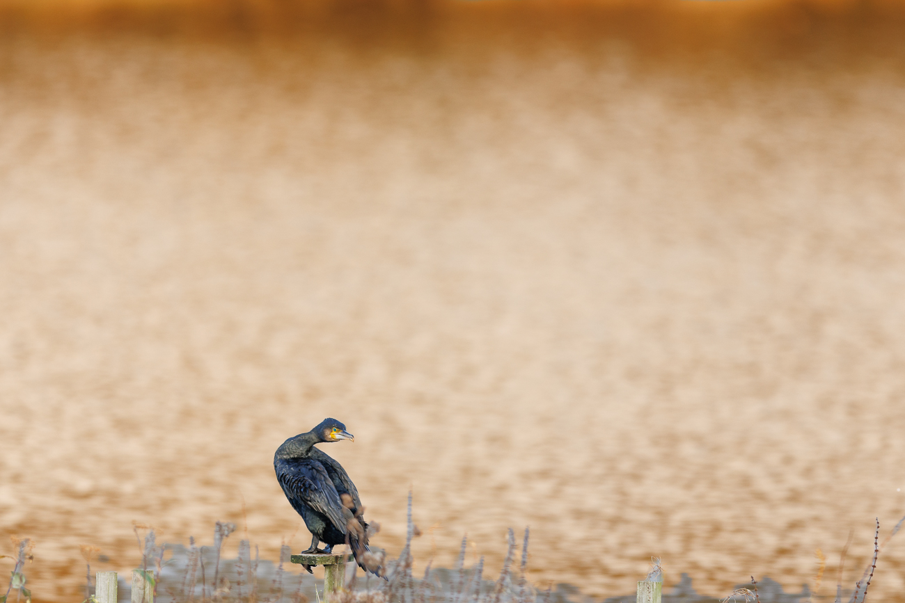 Kormoran [Phalacrocorax carbo]