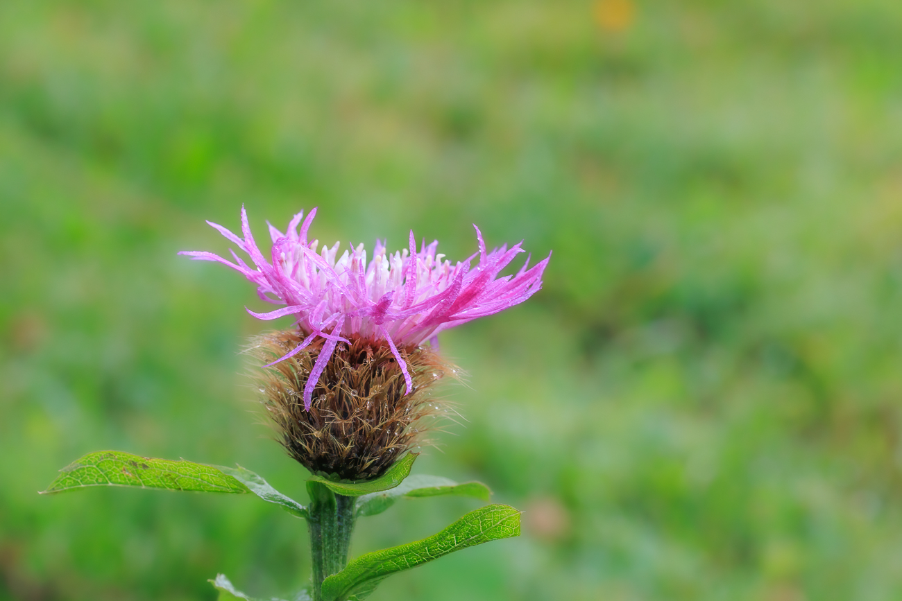 Täuschende Flockenblume [Centaurea decipiens]