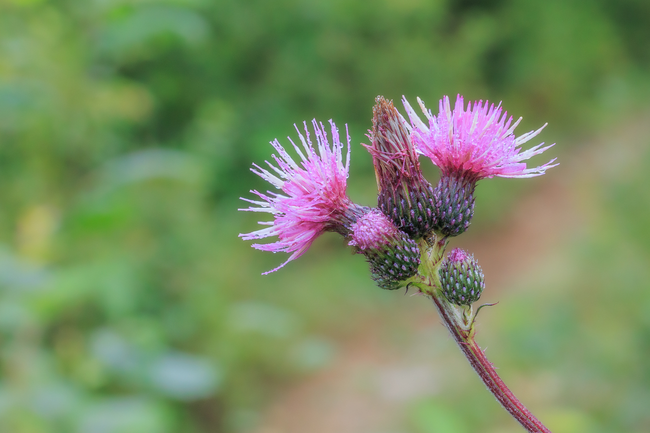 Sumpf-Kratzdistel [Cirsium palustre]