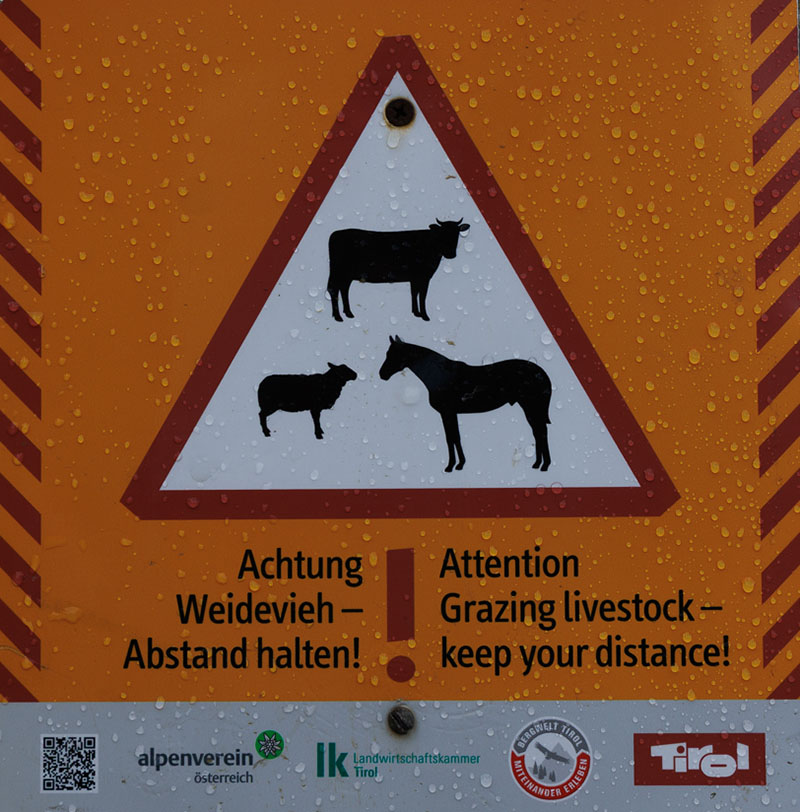 Freilaufendes Vieh, aber die hielten sich von uns fern ;-)