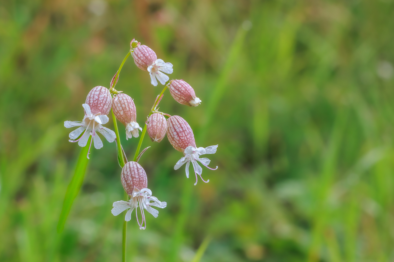 Taubenkropf-Leimkraut [Silene vulgaris]