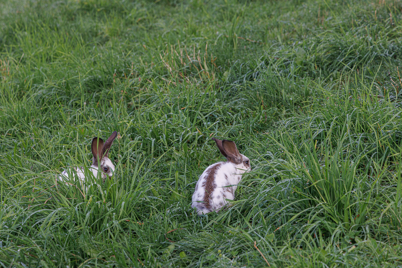 Die fangen schon früh mit dem Verstecken der Eier an ;-)