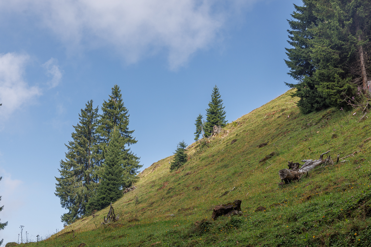 Nadelbäume am Hang