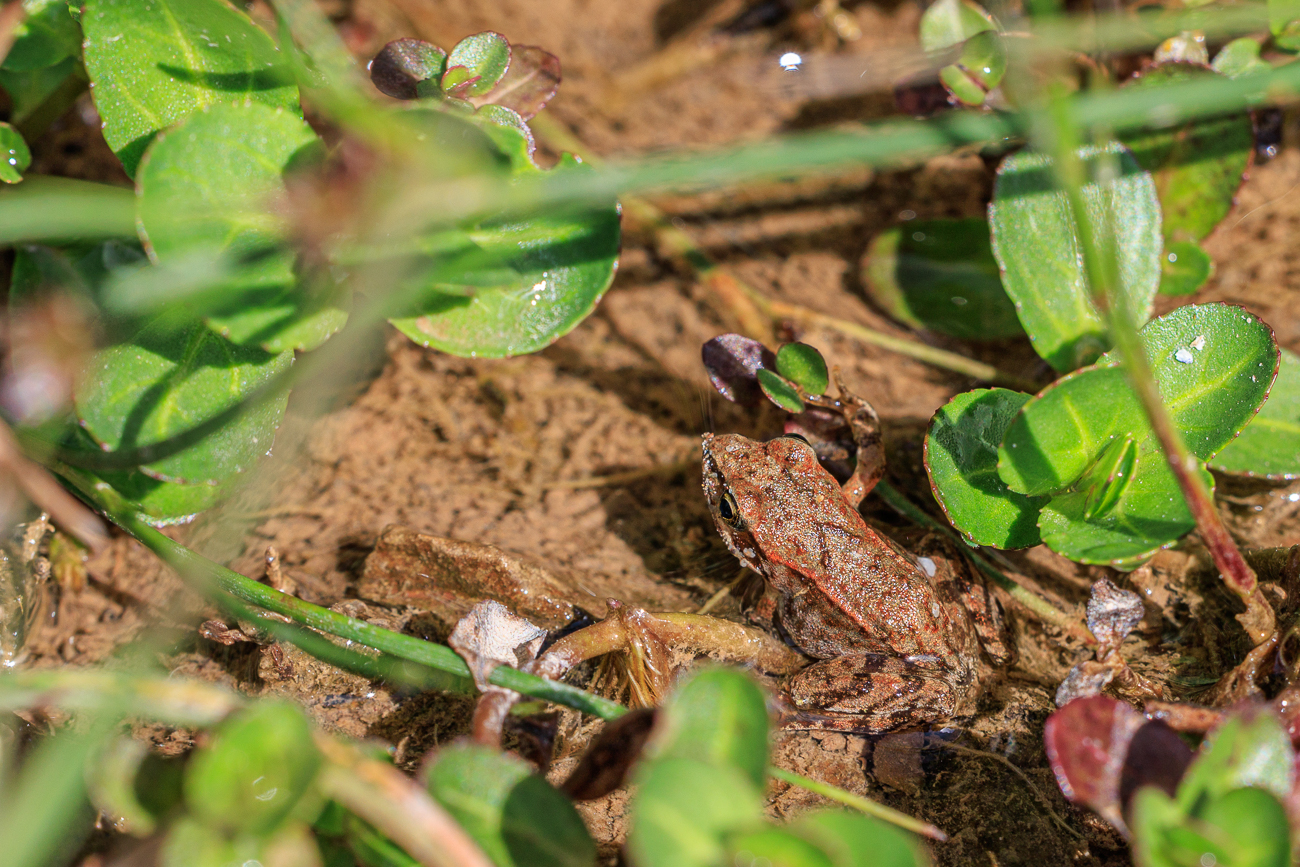 Wildlife (Kreuzkröte, ca. 1,5 cm groß) am Wegesrand ;-)