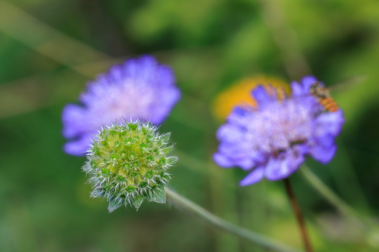 Wiesen-Witwenblume [Knautia arvensis]