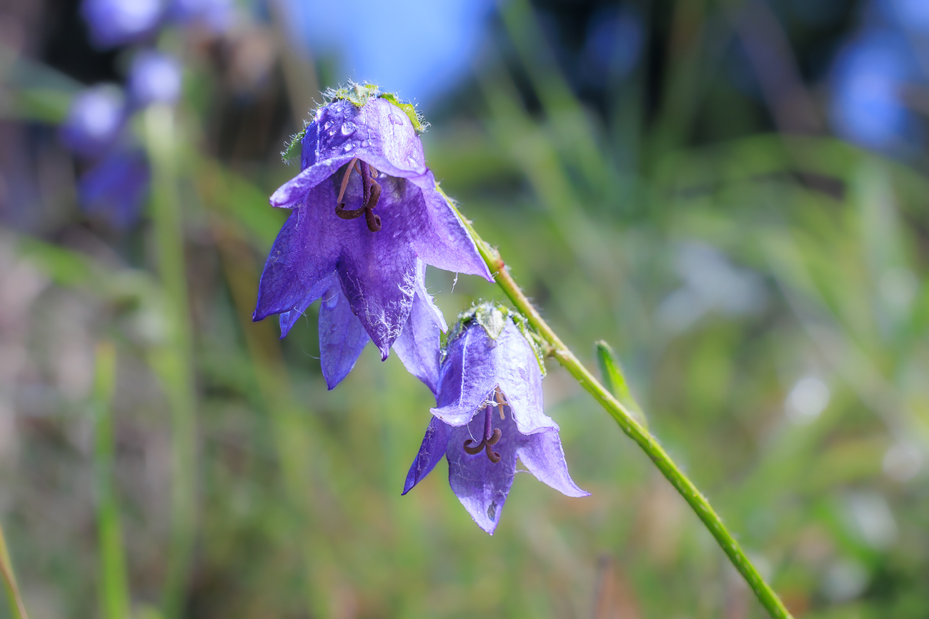 Bärtige Glockenblume [Campanula barbata]