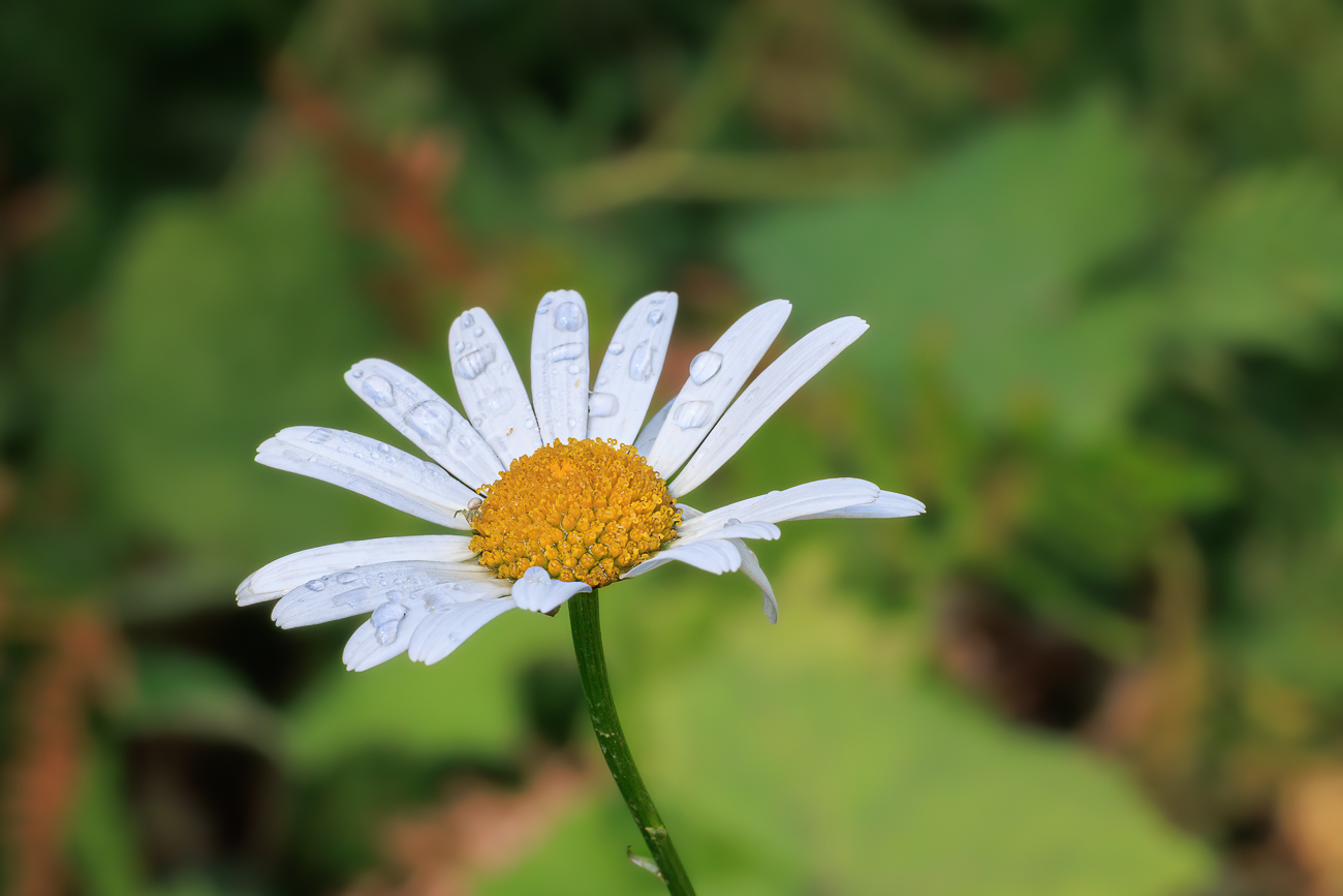 Wiesenmargerite [Leucanthemum ircutianum]