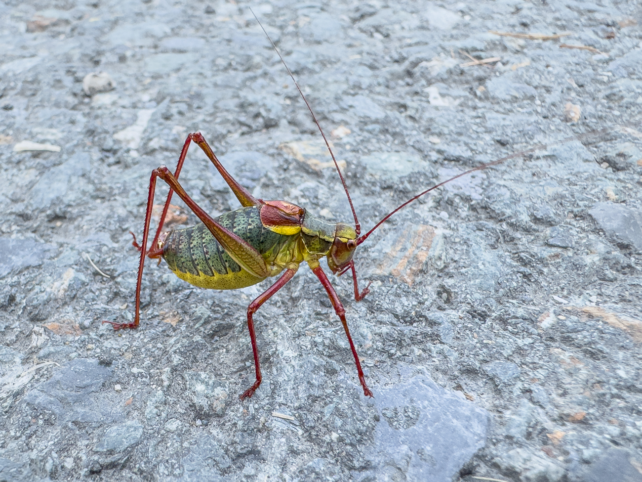 Schrecke [Nicht bestimmt]