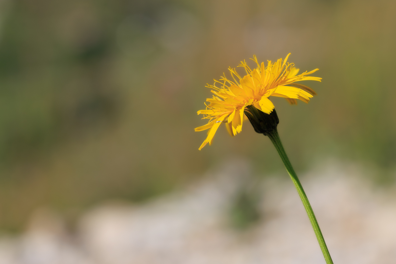 Rauher Löwenzahn [Leontodon hispidus]