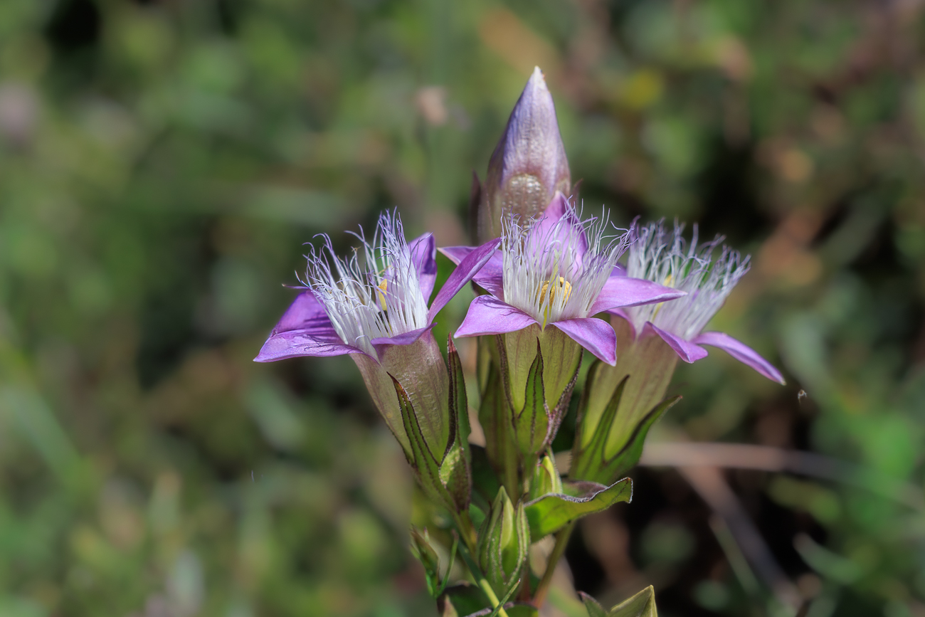 Deutscher Kranzenzian [Gentianella germanica]