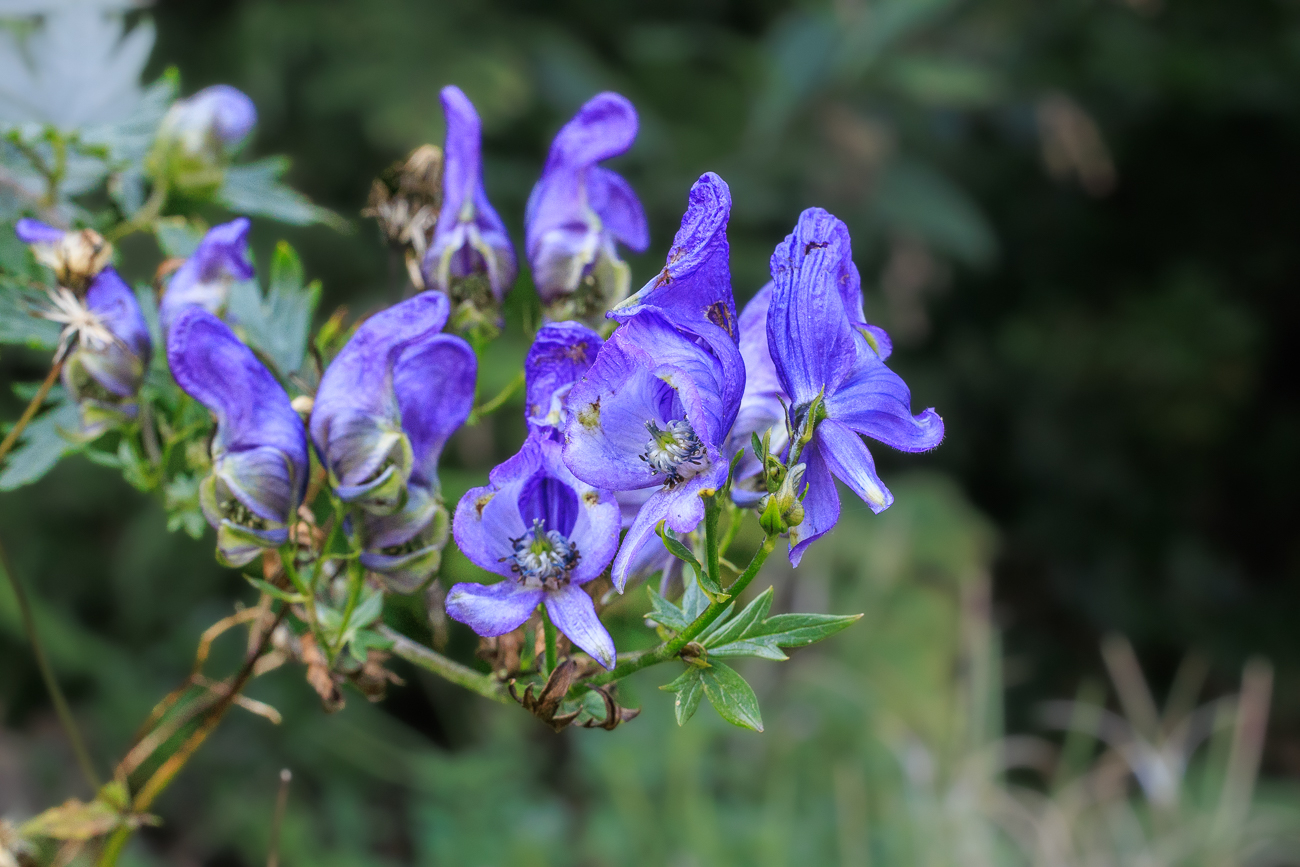 Blauer Eisenhut [Aconitum napellus]