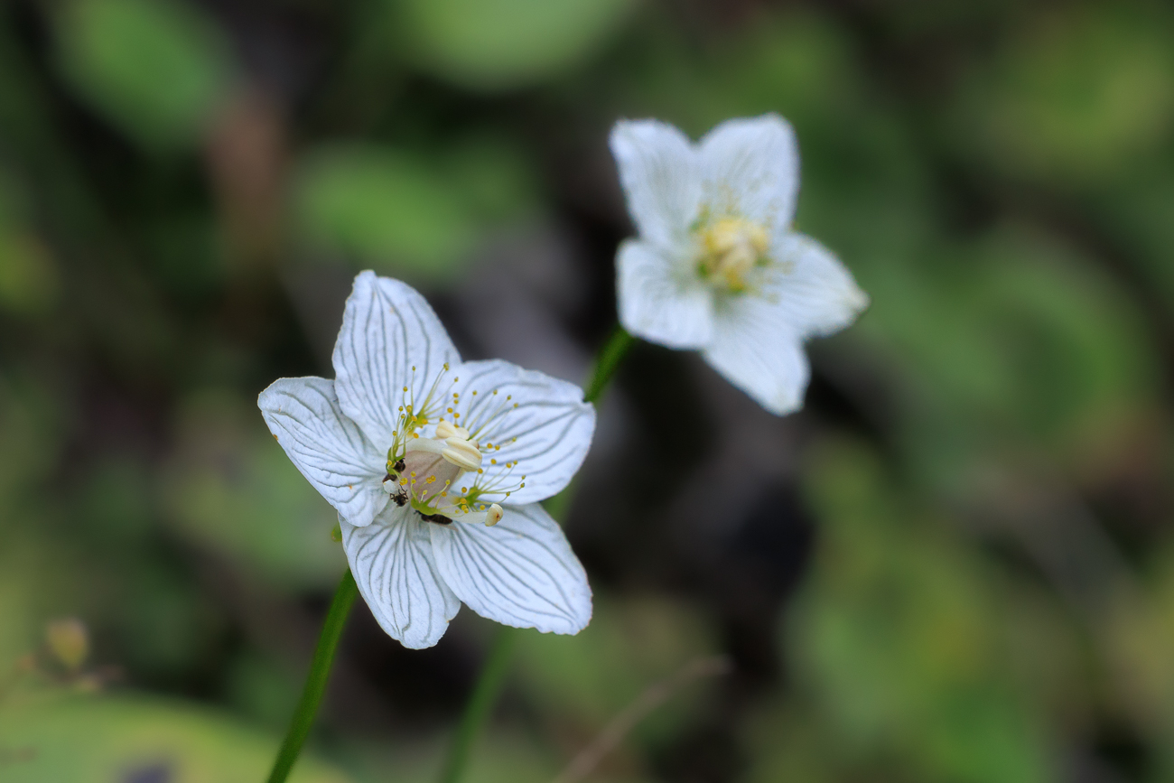Sumpf-Herzblatt [Parnassia palustris]