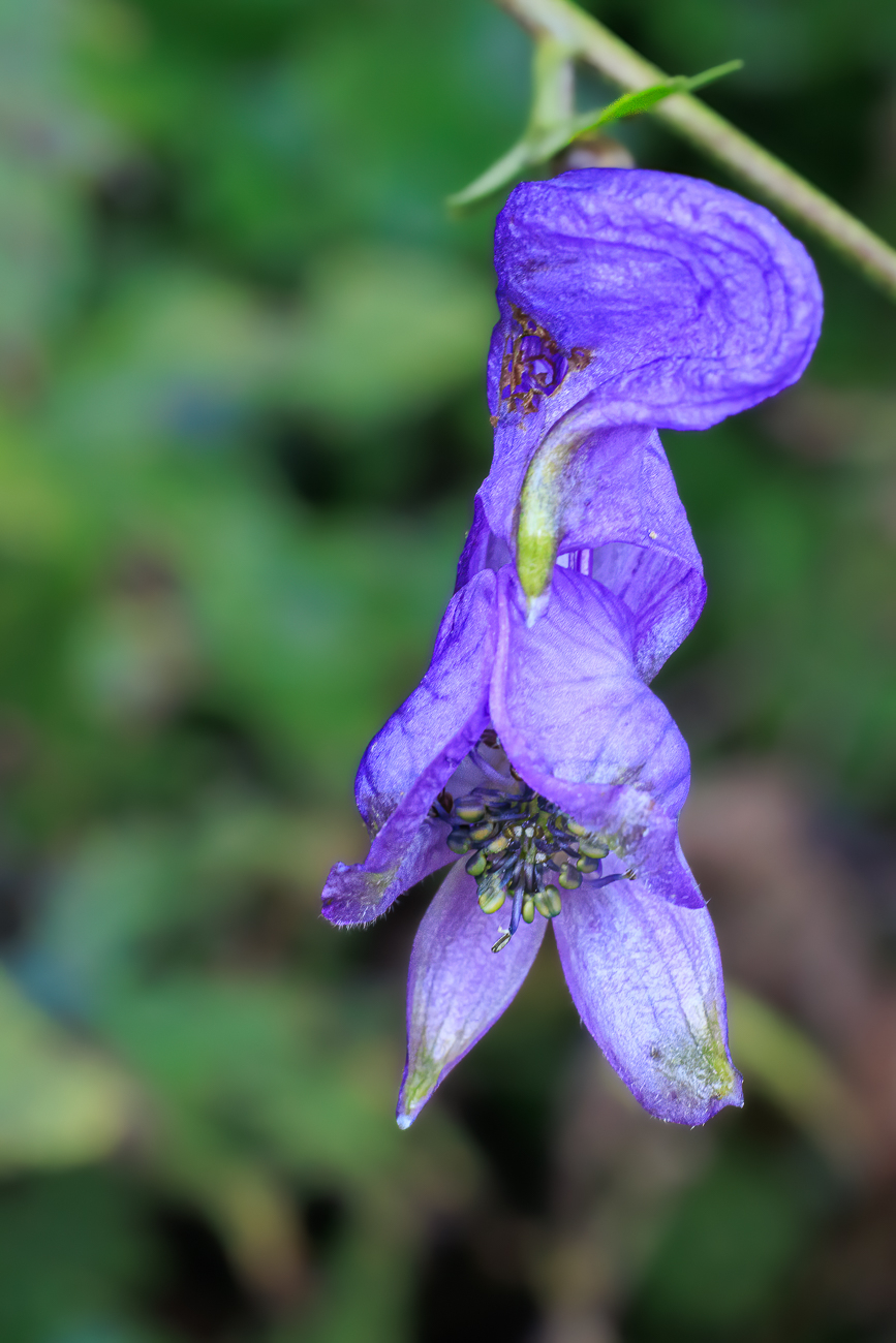 Blauer Eisenhut [Aconitum napellus]