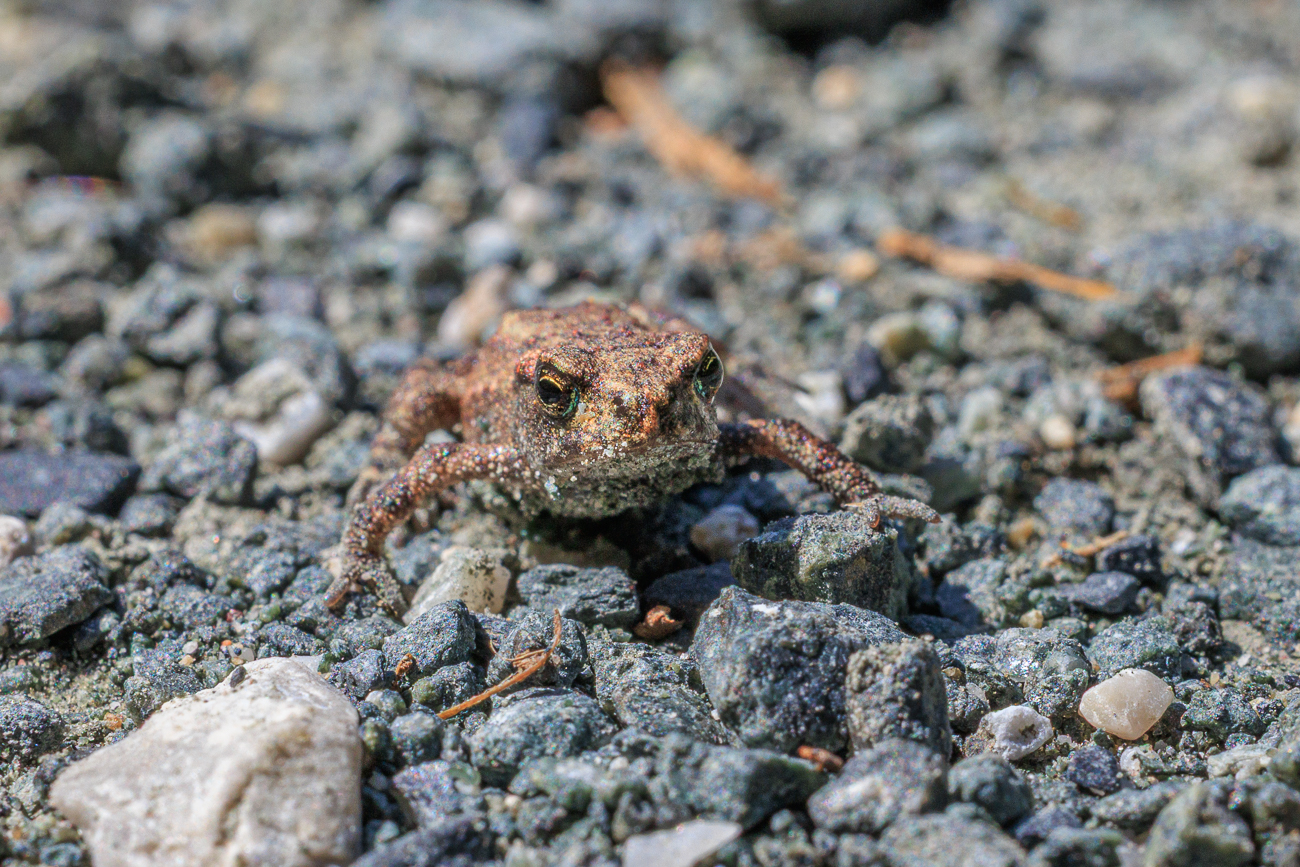 Junge Kreuzkröte [Epidalea calamita]