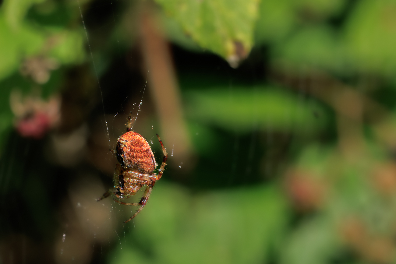 Spinne im Netz