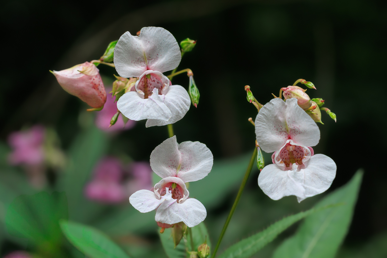 Drüsentragenes Springkraut [Impatiens glandulifera]