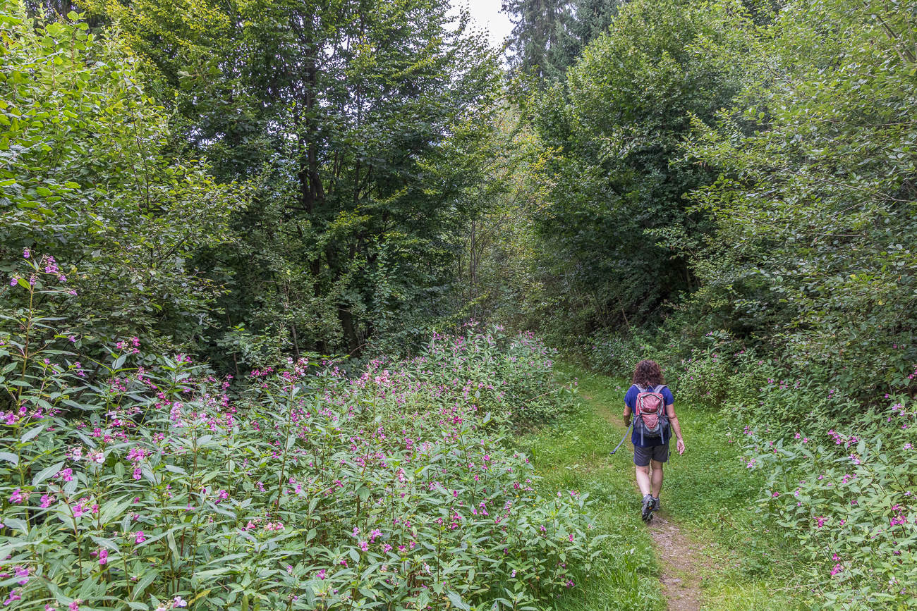 Eingerahmt vom Drüsentragendem Springkraut