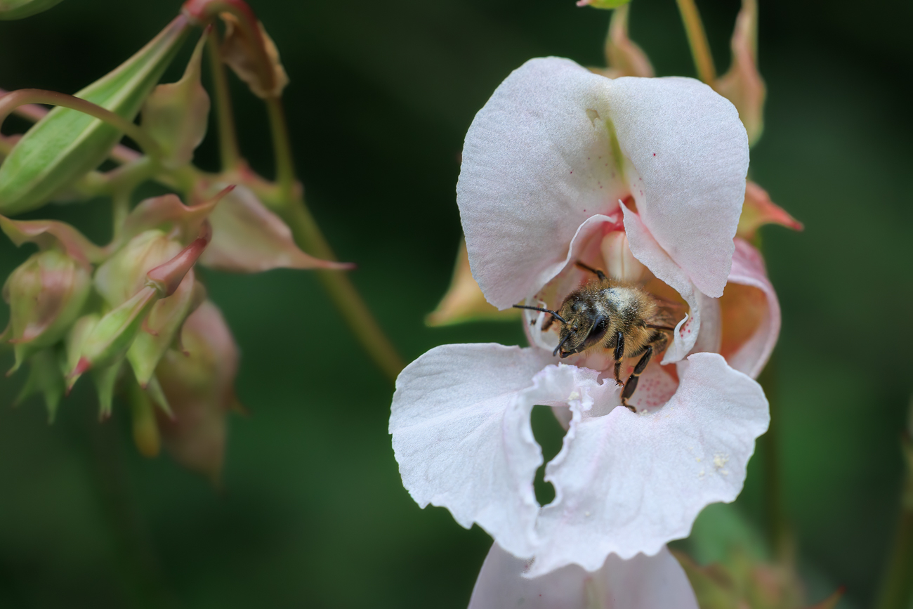Biene in Springkrautblüte
