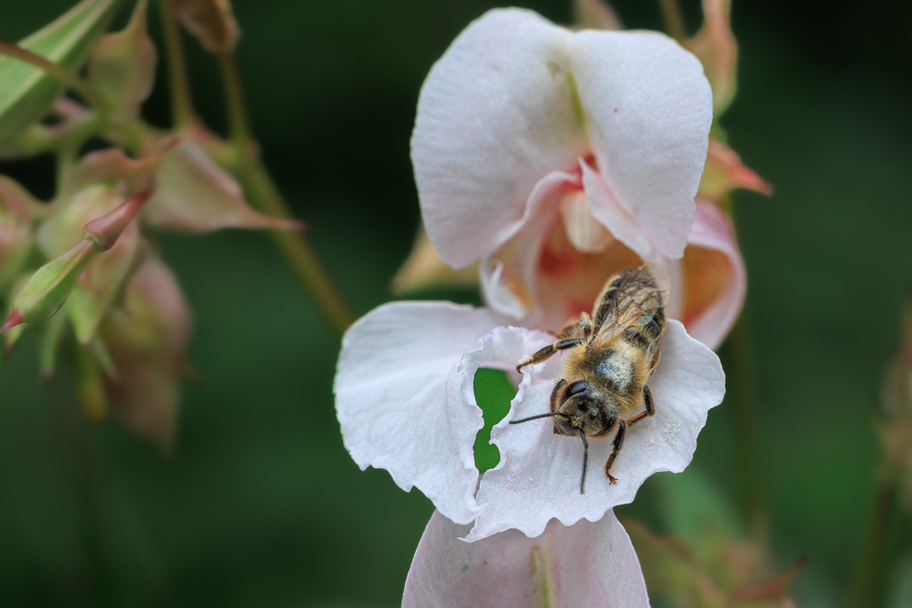 Biene in Springkrautblüte