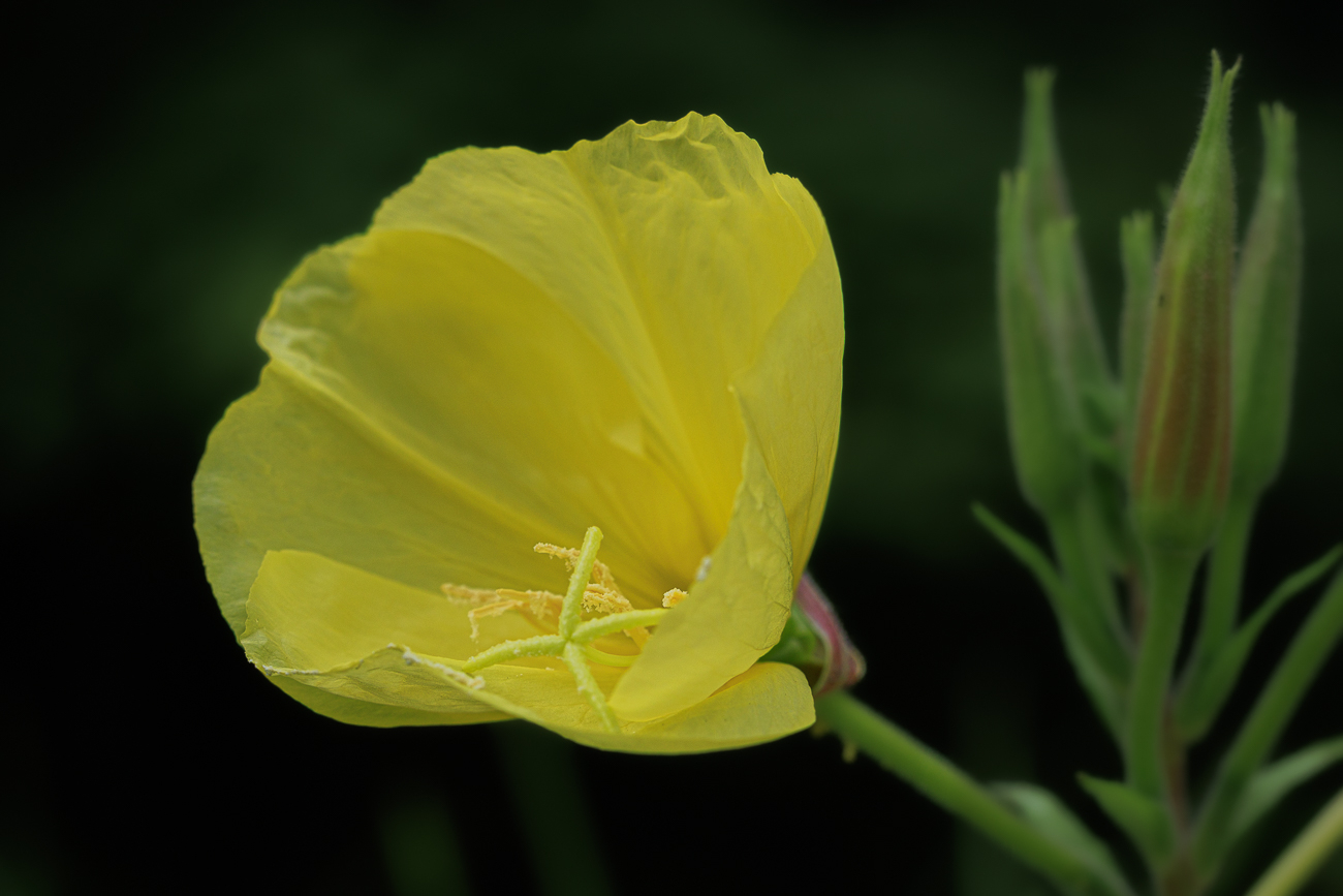 Gefärbte Nachtkerze [Oenothera x fallax Renner]