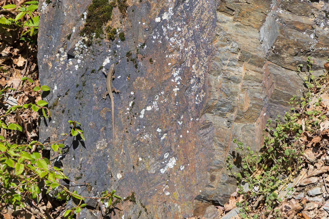 Mauereidechse [Podarcis muralis]