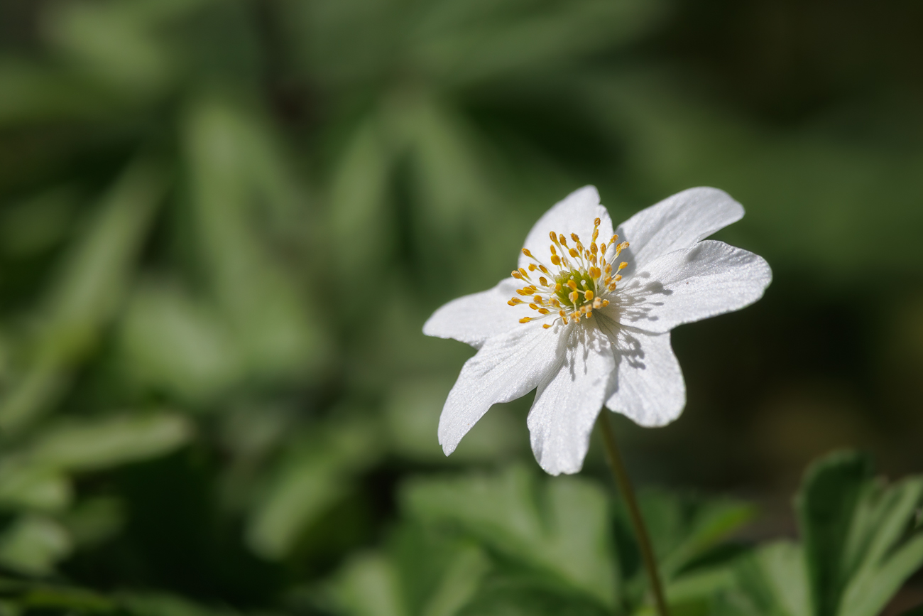 Buschwindröschen [Anemonoides nemorosa]