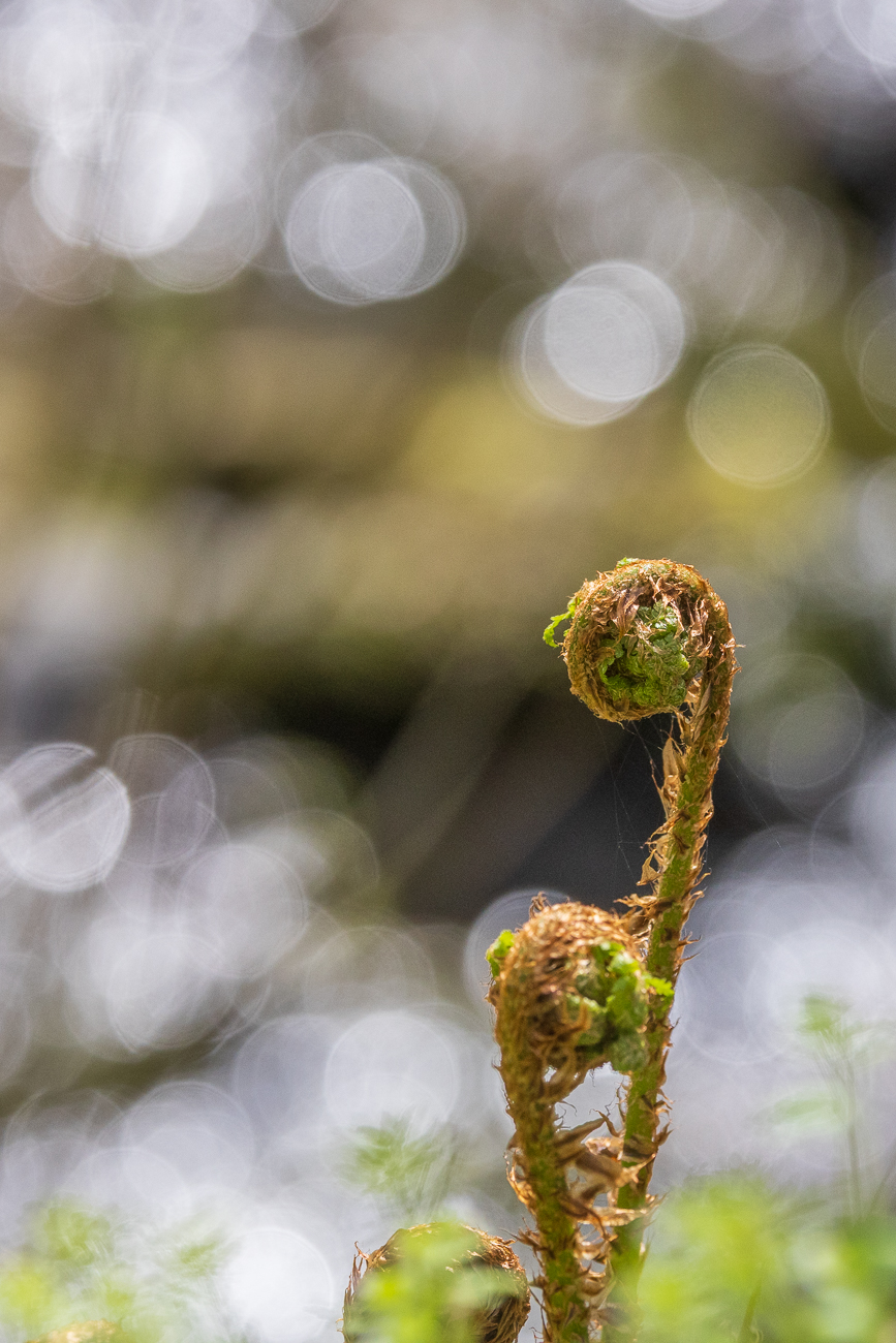 Gewöhnlicher Wurmfarn [Dryopteris filix-mas]