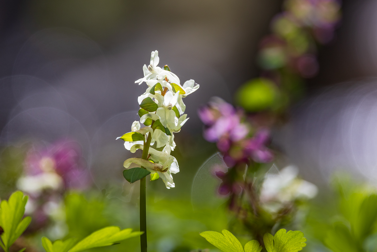 Fester Lerchensporn [Corydalis solida]