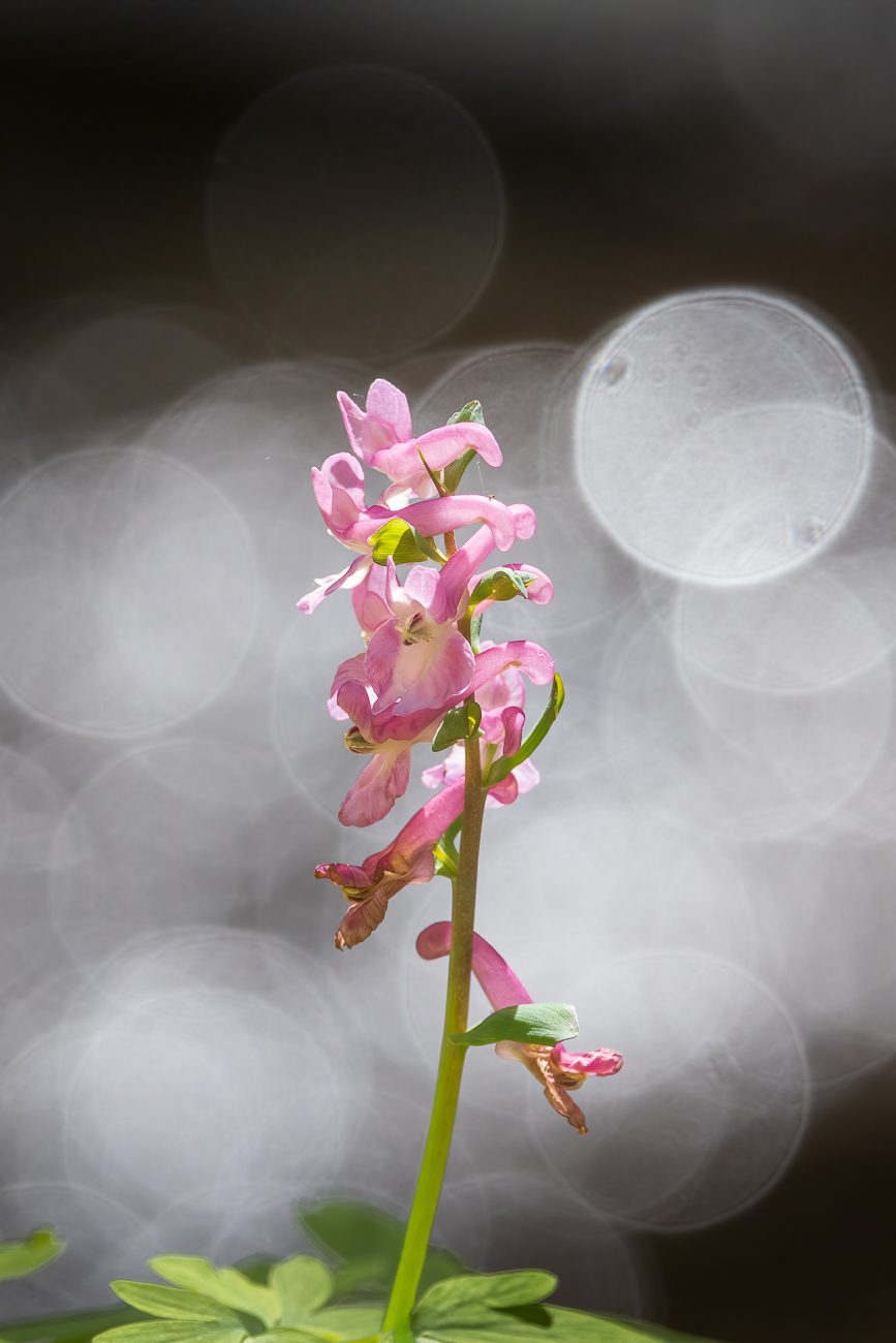 Fester Lerchensporn [Corydalis solida]